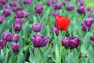 purple and one red tulip flower