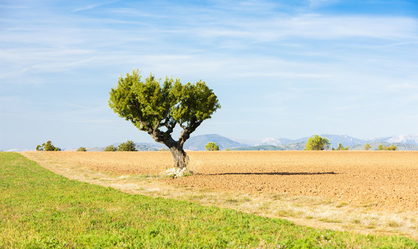 field with a tree, Plateau de Valensole, Provence, France