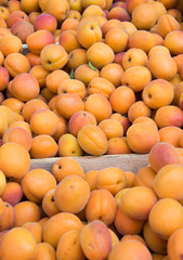 Apricots on sale as summer fruit
