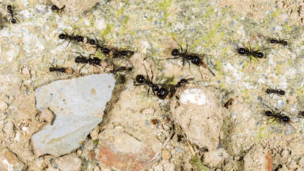 Ants worked
