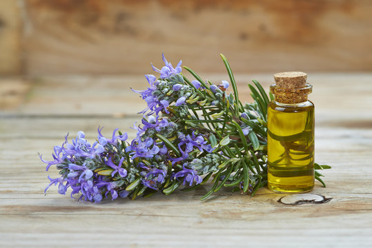 Aceite esencial de romero para uso cosm&eacute;tico y medicinal