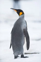 Foto op Aluminium King penguin, South Georgia, Antarctica © ykumsri