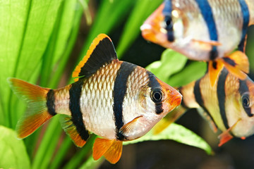 Aquarium fishes. Barbus puntius tetrazona
