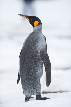 Naklejki Pingwin królewski, Georgia Południowa, Antarktyda