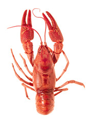 European crayfish - Astacus astacus
