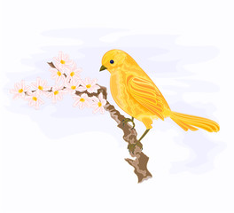 Bird on a branch with white flowers