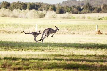 Group of australian kangaroos