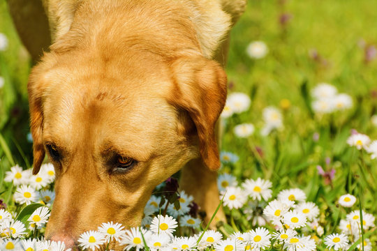 Dog Smelling Flowers