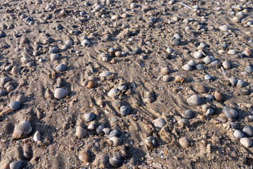 muscheln