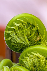 young fern unrolling