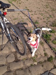 a bike fishing one dog
