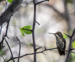 Birds on the yellow blossom