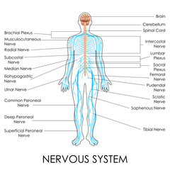 Nervous System