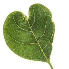 leaves heart shaped isolated on a white background