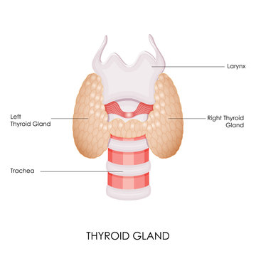 Thyroid Gland