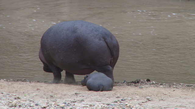 Mother hippo with a little baby