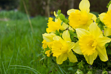 daffodils