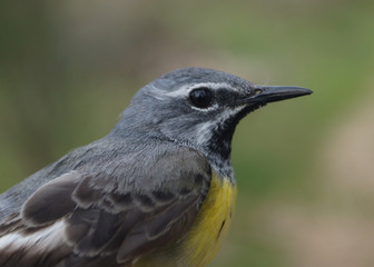 Grey Wagtail, Motacilla cinerea