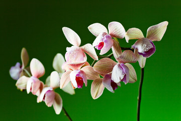 orchid on  green background