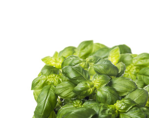 sunny bunch of basil ,border corner, isolated