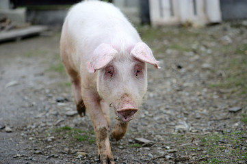 Pig on a farm