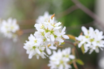 flower of Amelanchier canadensis