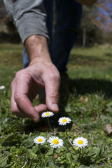 Picking up daisies flowers in spring
