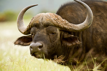 Buffalo eating