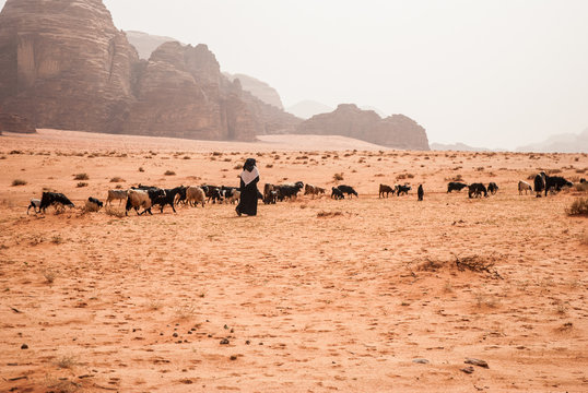 Shepards with drove cattle in Wadi Rum desert, Jordan