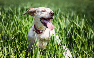 Happy dog in green wheat