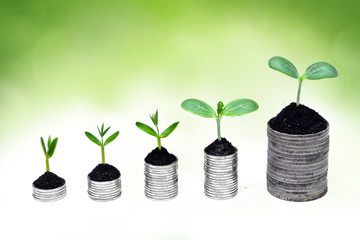 Fototapeta na wymiar drzew rosnących na monety / CSR / zrównoważonego rozwoju