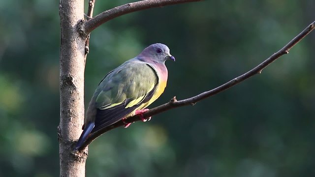 Pink Necked Green Pigeon 2