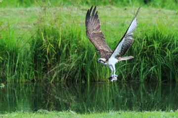 falco pescatore