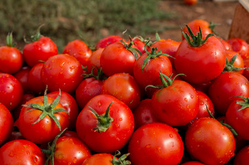 pomodori freschi