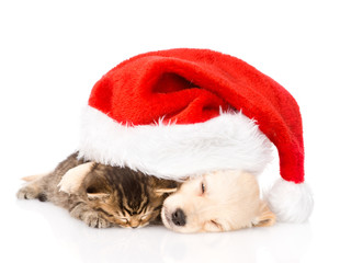 golden retriever puppy dog  and british cat with santa hat. 