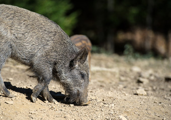 Wild boar in forest