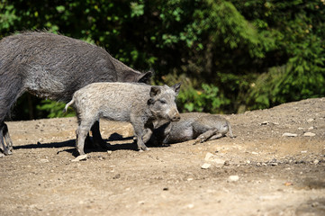 Wild boar in forest