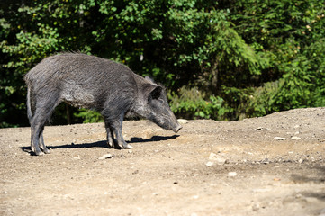 Wild boar in forest