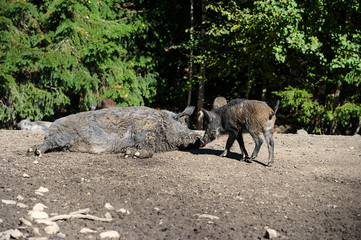 Wild boar in forest