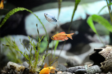 Cute little fish in an aquarium