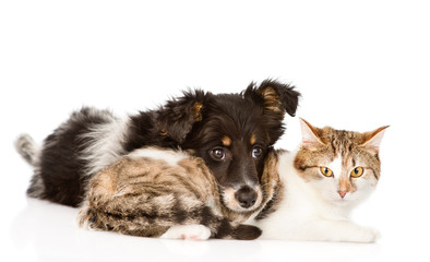 dog with cat together. isolated on white background