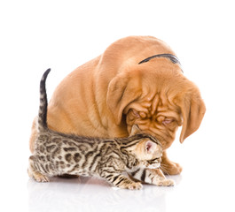 Bordeaux puppy dog and bengal kitten together. isolated 