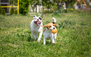 Two dogs playing in the park