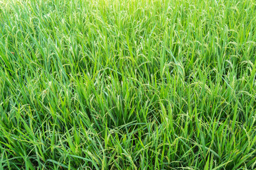 Obraz premium Paddy rice - Rice field