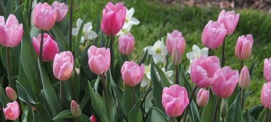 Tulips