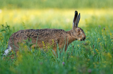 Hare