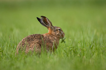 Hare