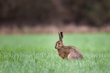 Hare