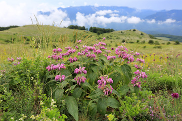 Obraz premium wild flowers in mountains