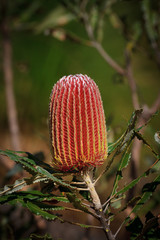 Banksia